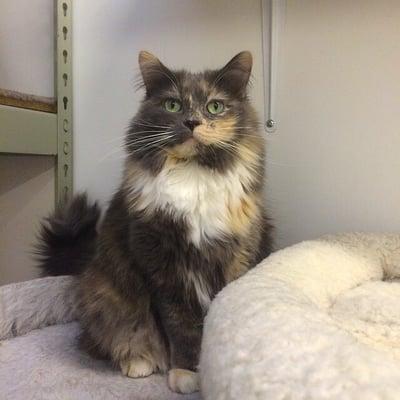 Another adoptable cat, Mama Zoey