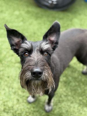 Vera's Posh Paws LLC