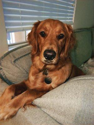 Centennial Animal Hospital