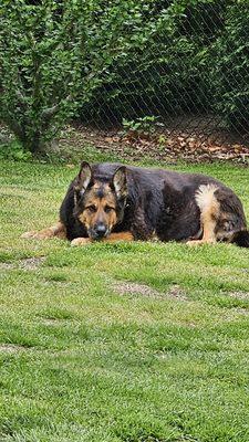 This is My precious Zena about a week before she passed