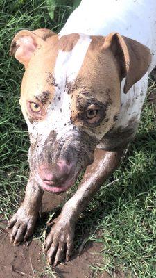 Brookwood Animal Clinic