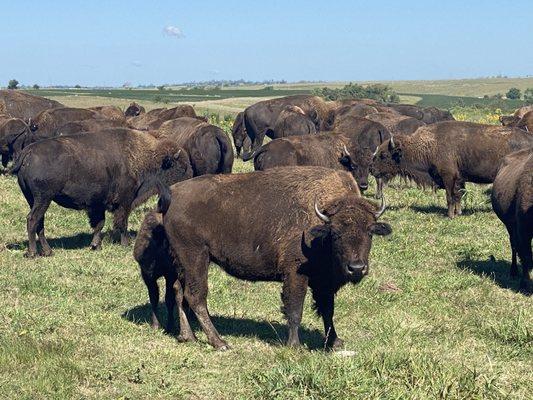 The Nature Conservancy