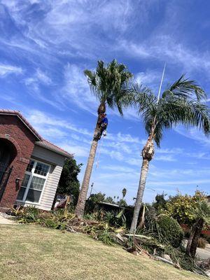 Palm pruning