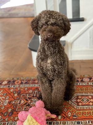 Pets Boutique