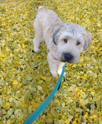 Cream City Critters, LLC