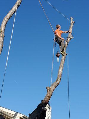 Man VS Treez