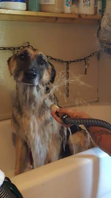 Ishaboos Professional Grooming