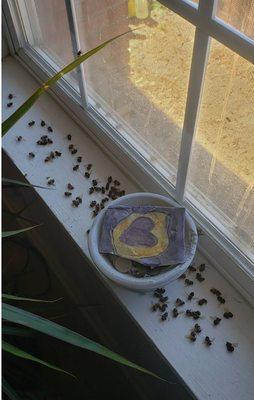 Bee Removal Specialist