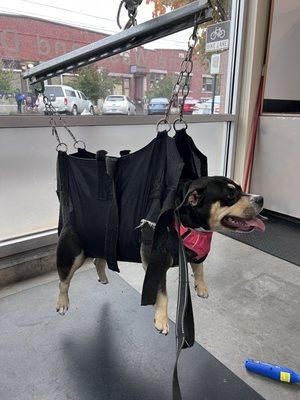 Shake & Shine Canine Wash and Deli