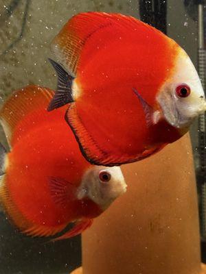 Discus - Royal Red discus - Proven Breeding Pair