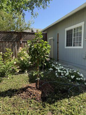 Jeff Lester Arborist
