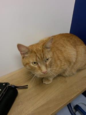 Beverly Animal Hospital