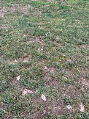 Emerald Island Lawn Services