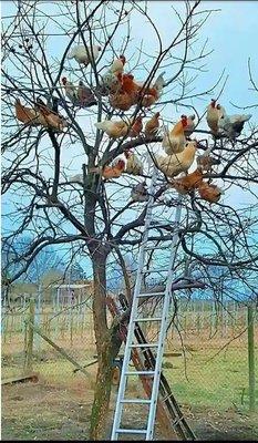 Cold Springs Orchards