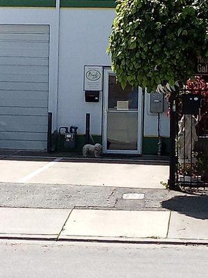 Little dog popping by for some lasagna