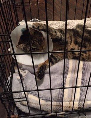 Operation Pets Spay Neuter Clinic