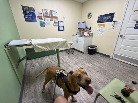 Creature Comfort Animal Hospital