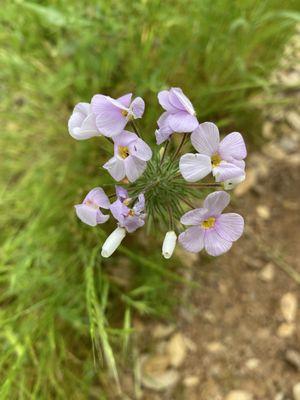 Gorgeous wildflowers