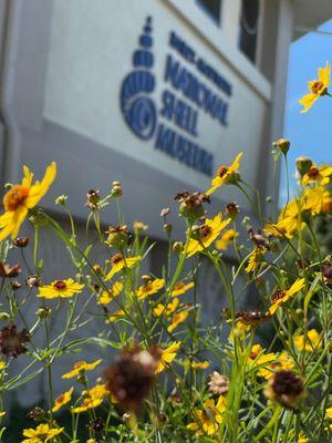 The Bailey-Matthews Shell Museum