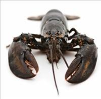 Simply Lobsters