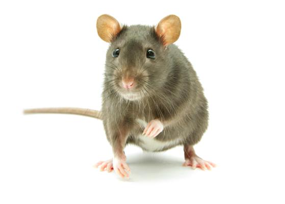 Bug Squashers Pest Control