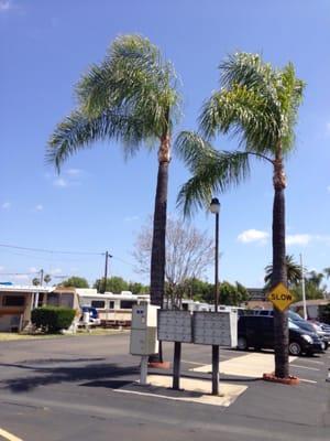 Nice palm trees. Makes a great gift for Palm Sunday!