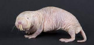 A NAKED MOLE RAT!