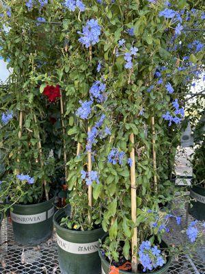 The Tree Farm Nursery & Garden Center
