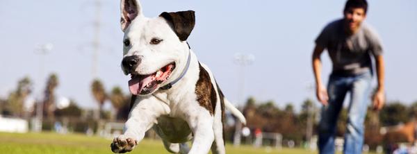 Max 200 Performance Dog Equipment Inc