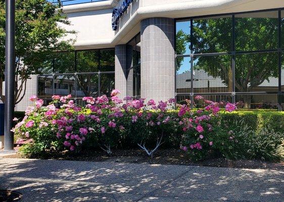 Flowers in bloom, on the side of Bank of America.