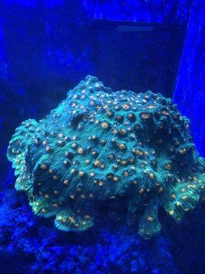 Green Mountain Coral