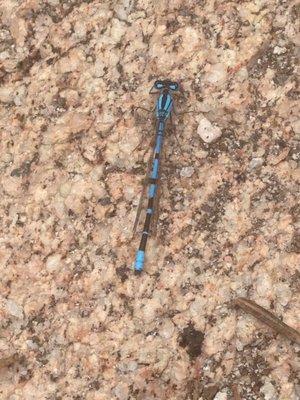Siberia Creek Trail / Champion Lodgepole Pine