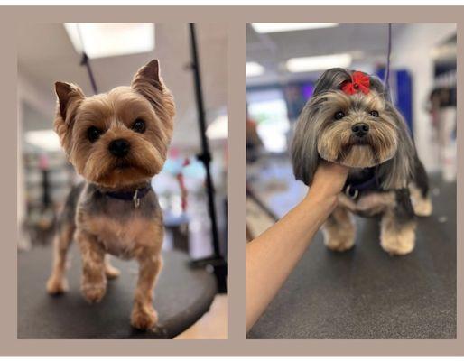 Clip N Dip Dog Grooming