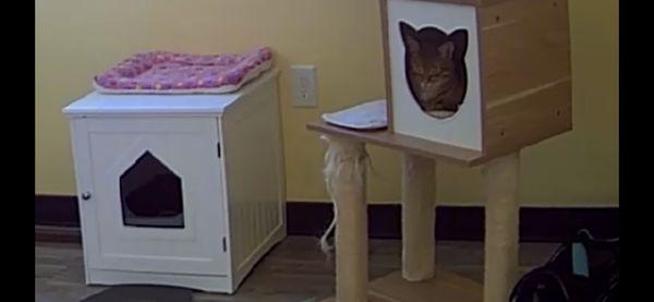 The MeowManor - Cats Only Boarding