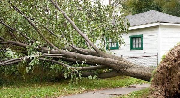 Master of Disaster Land Care