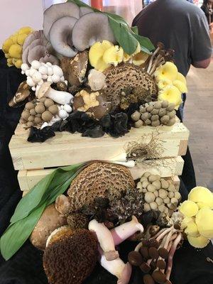 Mushroom Display