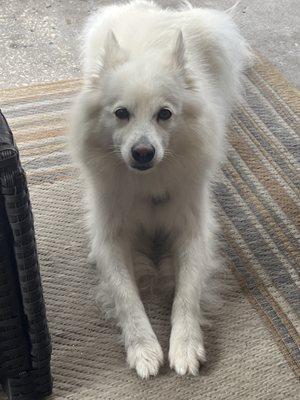 Vet with Hart Veterinary House Call Practice