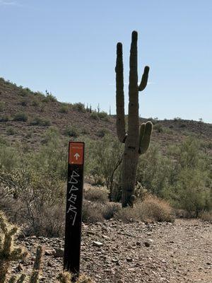 Saguaro cactus