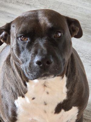 Joseph and Danielle's obedience training and more