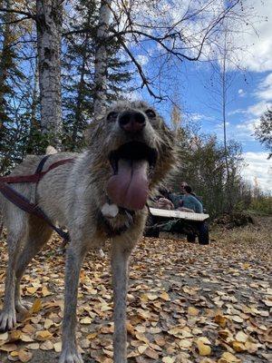 Alaska Dogstead Mushing