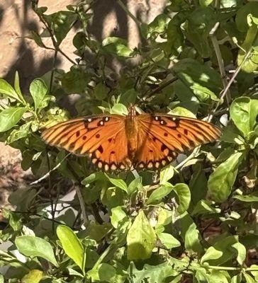 Royal Palm Pest Control