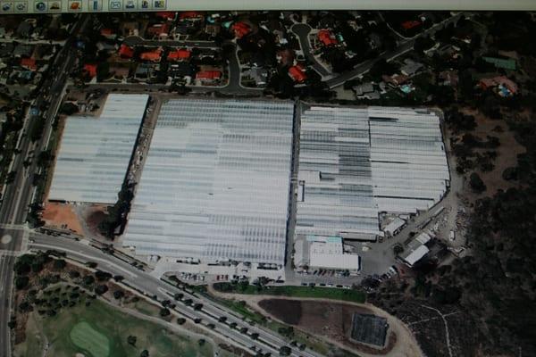 Located in Encinitas, CA.
Grower of spray roses, succulents, gerberas, lilies and many more amazing flowers.