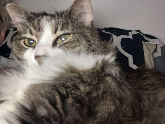 West Suburban Humane Society