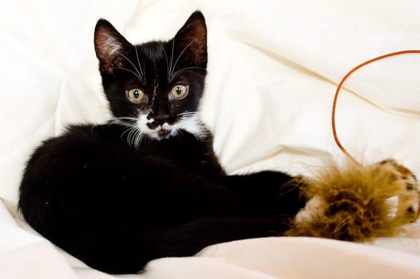 Leash on Life Pet Sitting