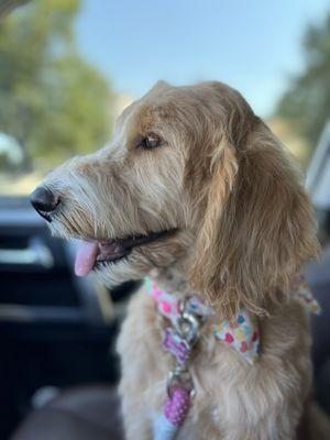 Shampooch Pet Styles LLC