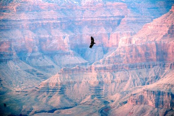 Condor at the Grand Canyon with East-West Global Tours