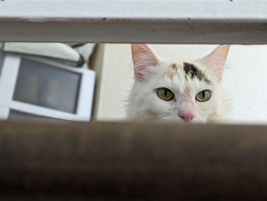 San Diego Humane Society - El Cajon Campus