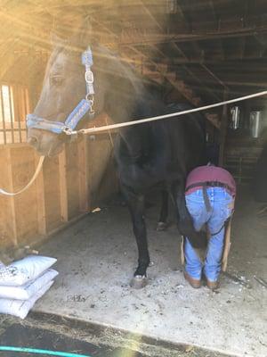 Gittings & Sons Horseshoeing