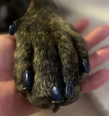 Guppy Puppy Grooming