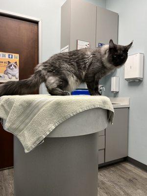 Summer Creek Animal Clinic